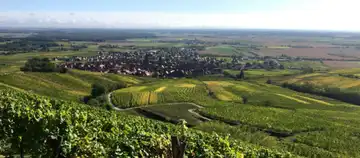 Alsace Wine Schaeffer-Woerly