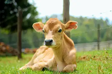 Ferme du Manou