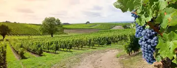 Maison Priollaud - Vinetspirit