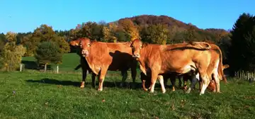 Les délices de nos herbages