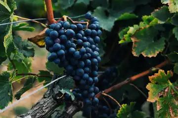 Domaine SIEGLER Jean - Clos des Terres Brunes