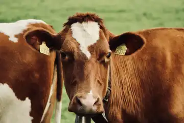 Ferme Breizh Uhel