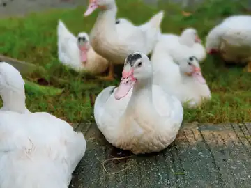 Canards Des Londes