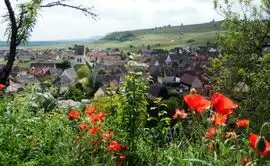 Vins D Alsace Blanck Rene Fils