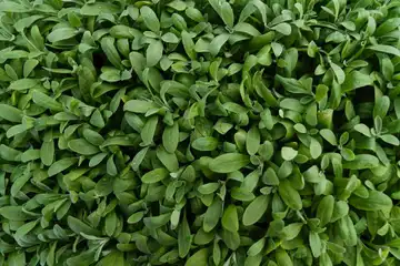 Aux Chtiots Legumes