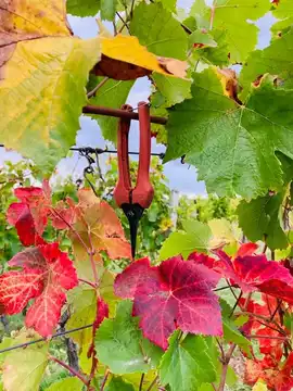 Vins Scheyder