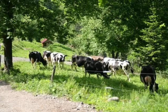 Fromagerie Heinrich