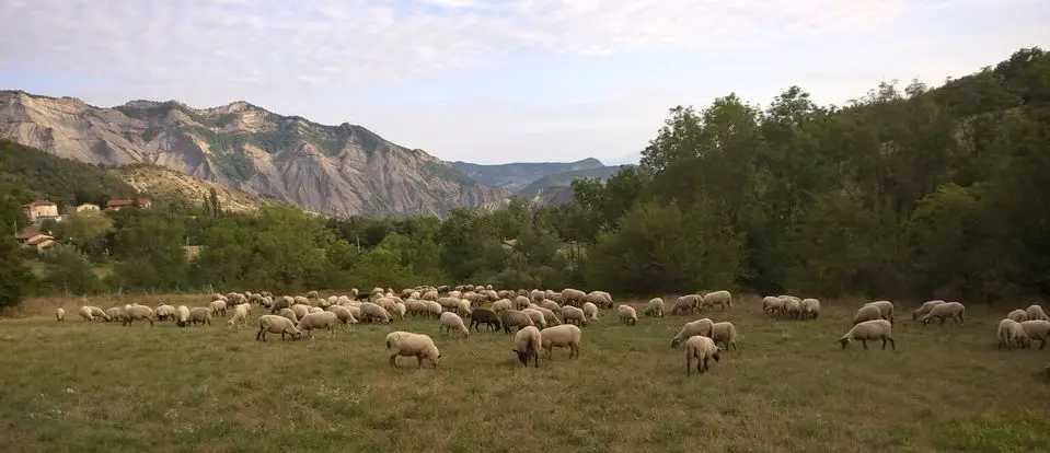 GAEC des Sagnes.