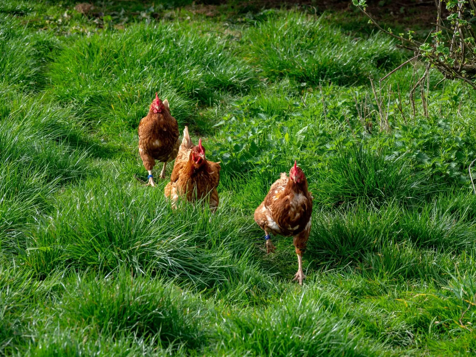Ferme de Kerhilio