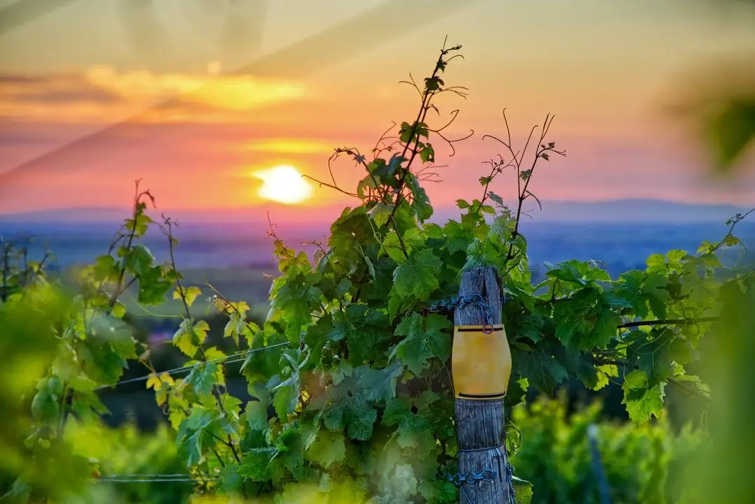 Vignobles Lusseaud